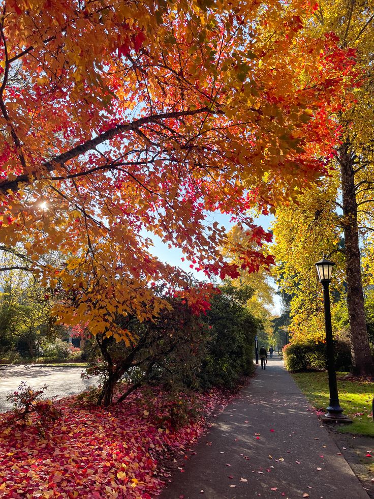 an autumn scene with leaves on the ground and trees in the foreground, along side a sidewalk