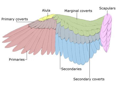 the wing diagram shows different parts of an animal's wings and their corresponding features