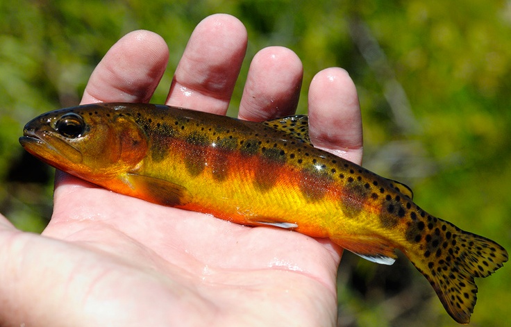 a small brown and orange fish in someone's hand