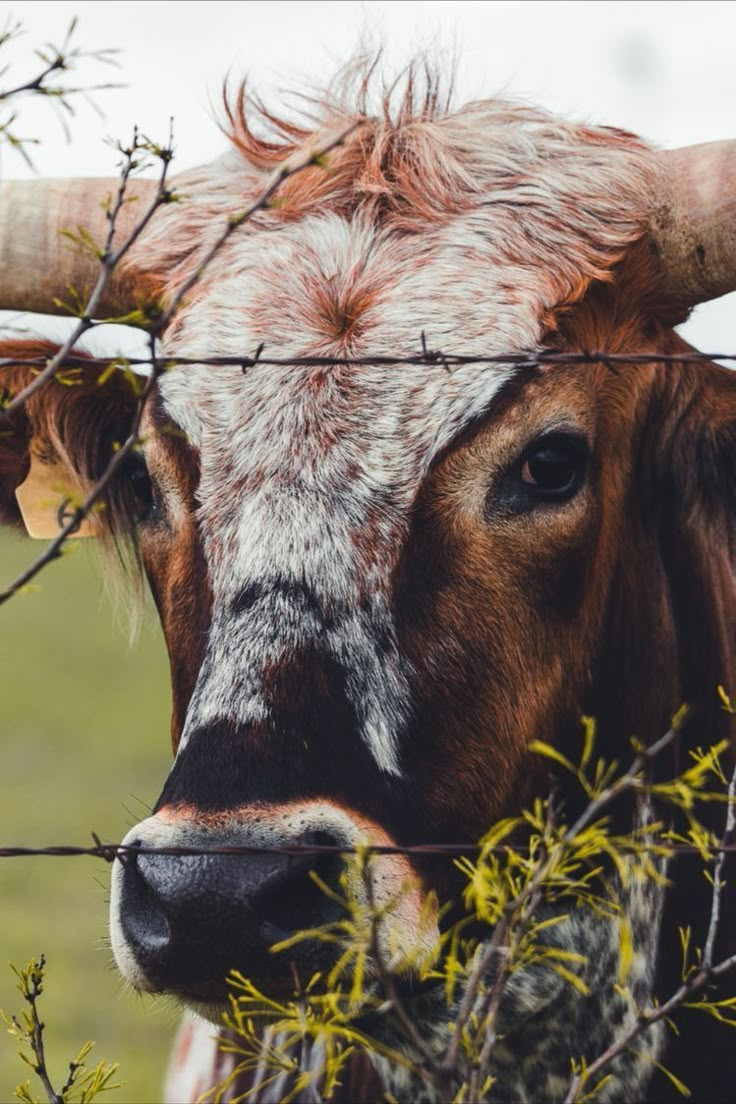 a brown and white cow standing next to a barbed wire fence