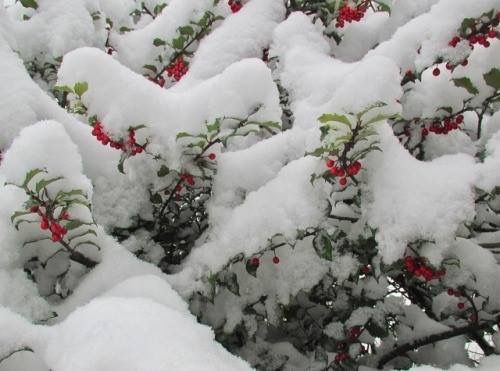 snow covered branches and berries in the foreground