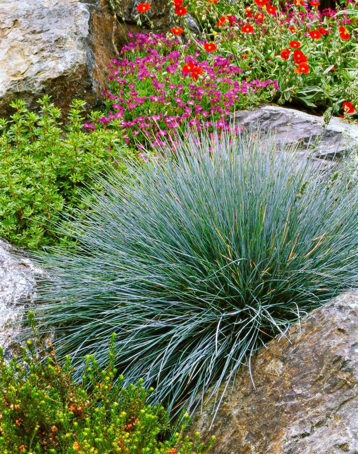 a rock garden filled with lots of colorful flowers