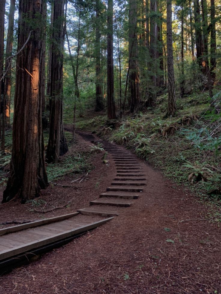 there are many steps going up in the woods