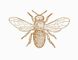 a drawing of a bee on a white background