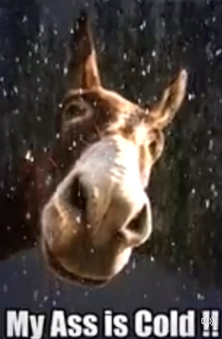 a brown horse looking at the camera with snow falling on it