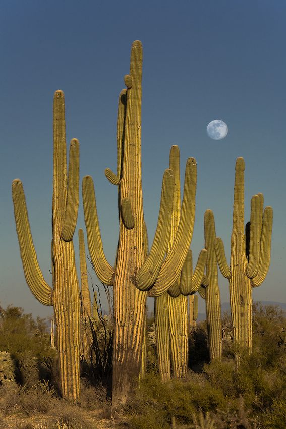 a large saguado cactus with the moon in the background