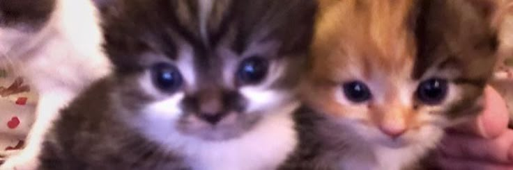 three kittens sitting next to each other in front of a person's hand