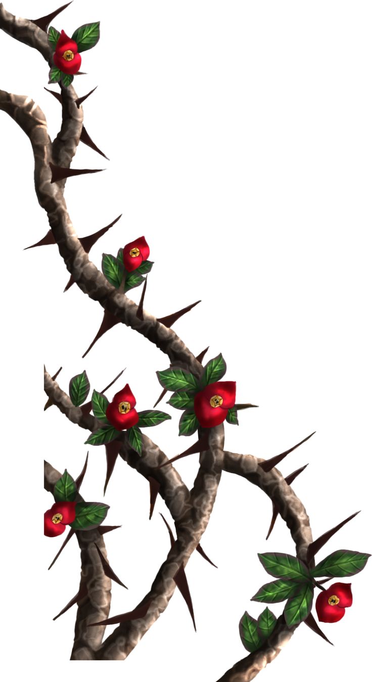 a tree branch with red flowers and green leaves on it, against a white background