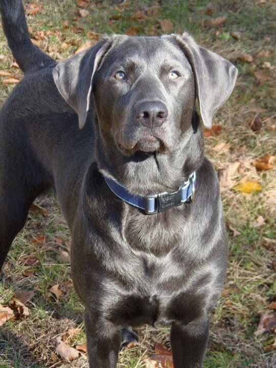 a large black dog standing on top of a grass covered field