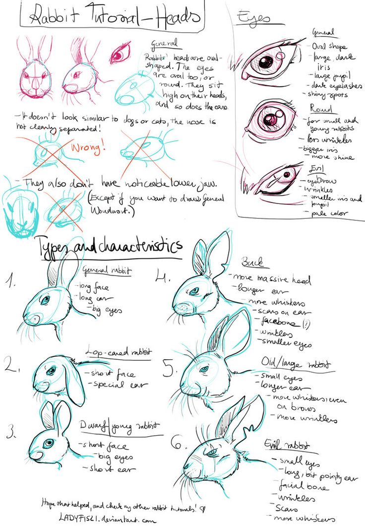 an image of how to draw rabbits