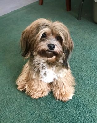 a small brown dog sitting on top of a green carpet