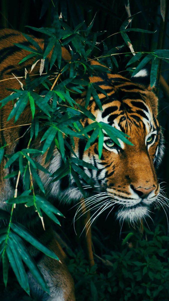 a tiger is walking through the jungle