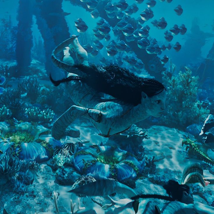 a large group of fish swimming over a coral covered ocean floor with lots of seaweed