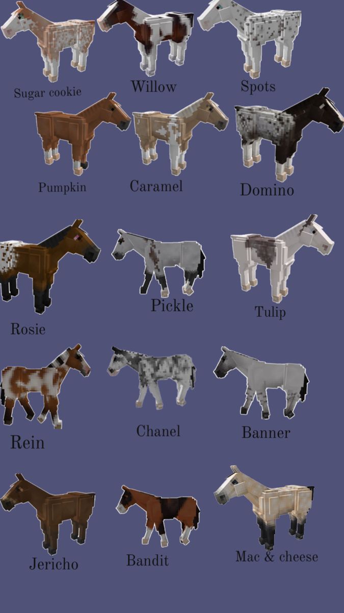 the different types of horses are shown in this graphic style, and each horse has its own name on it