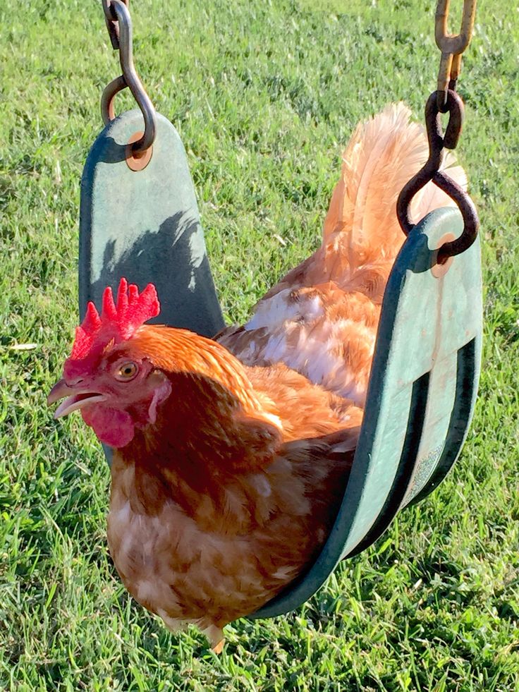 a chicken is sitting in a swing on the grass