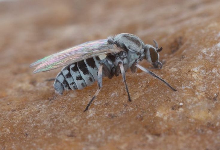 a fly sitting on top of a rock covered in dirt