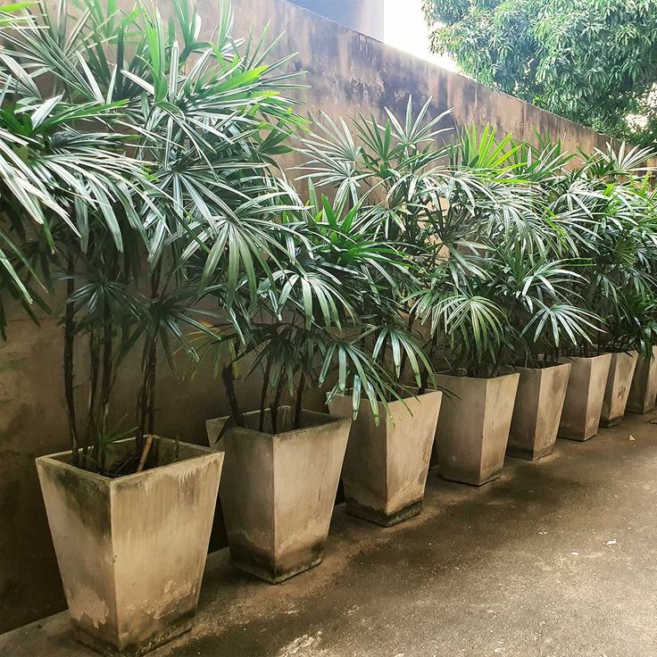 there are many potted plants lined up against the wall