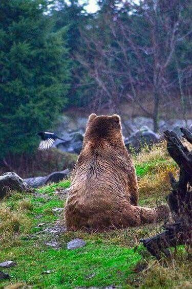 a large brown bear sitting on top of a lush green field next to a forest