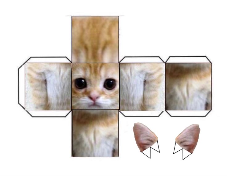 an image of a cat's face with different angles