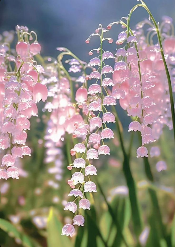 pink flowers are blooming in the grass