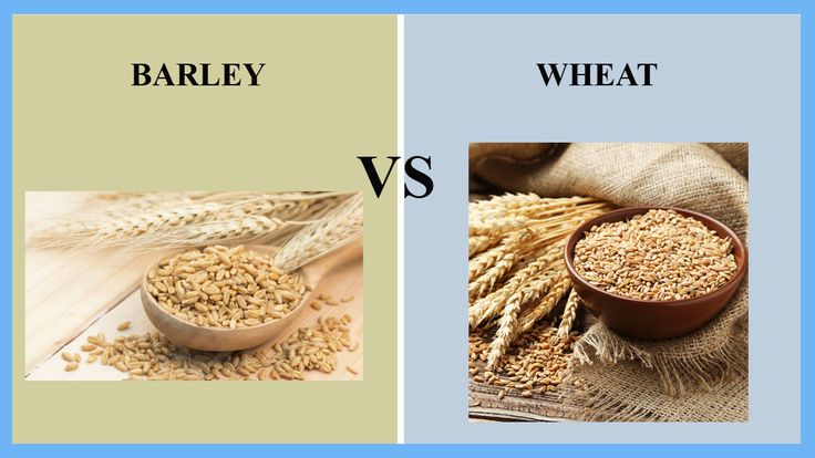 barley and wheat are the same type of food