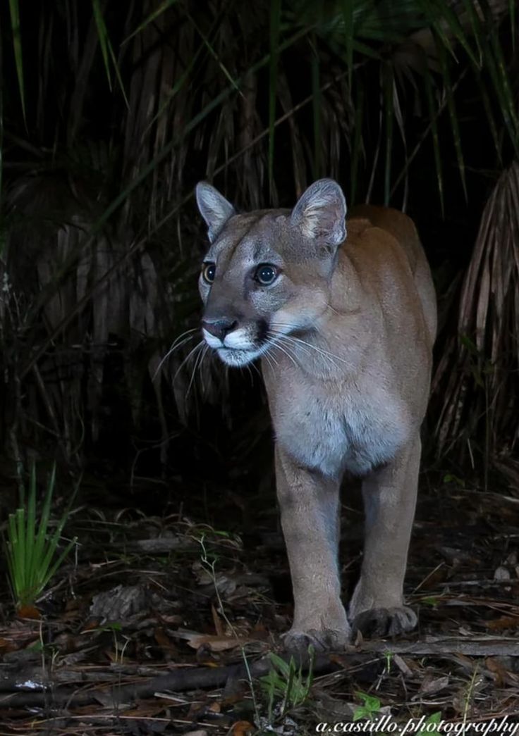 a close up of a puma on the ground near grass and trees at night