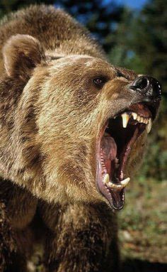 a large brown bear with its mouth open