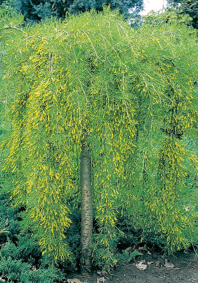 a tall green tree with yellow leaves in the middle of a garden filled with shrubbery