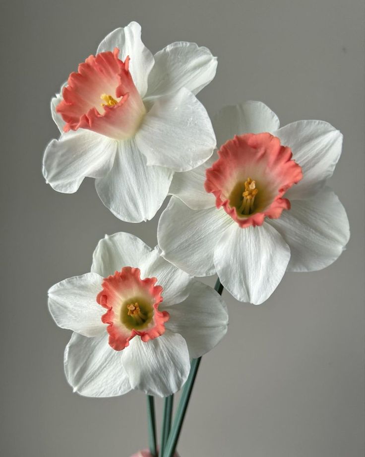 three white and pink flowers in a vase