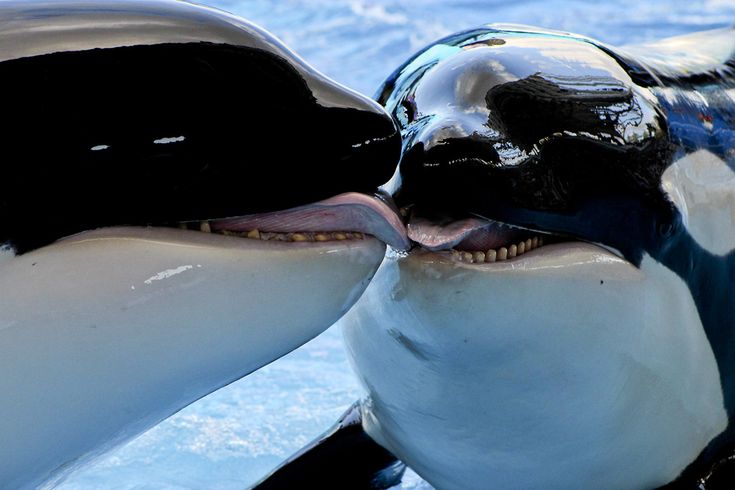 two orca whales are kissing in the blue water with their heads touching each other