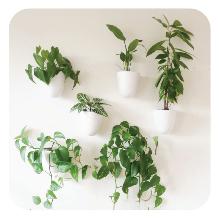 there are four plants in the white pots on the wall, and one is green