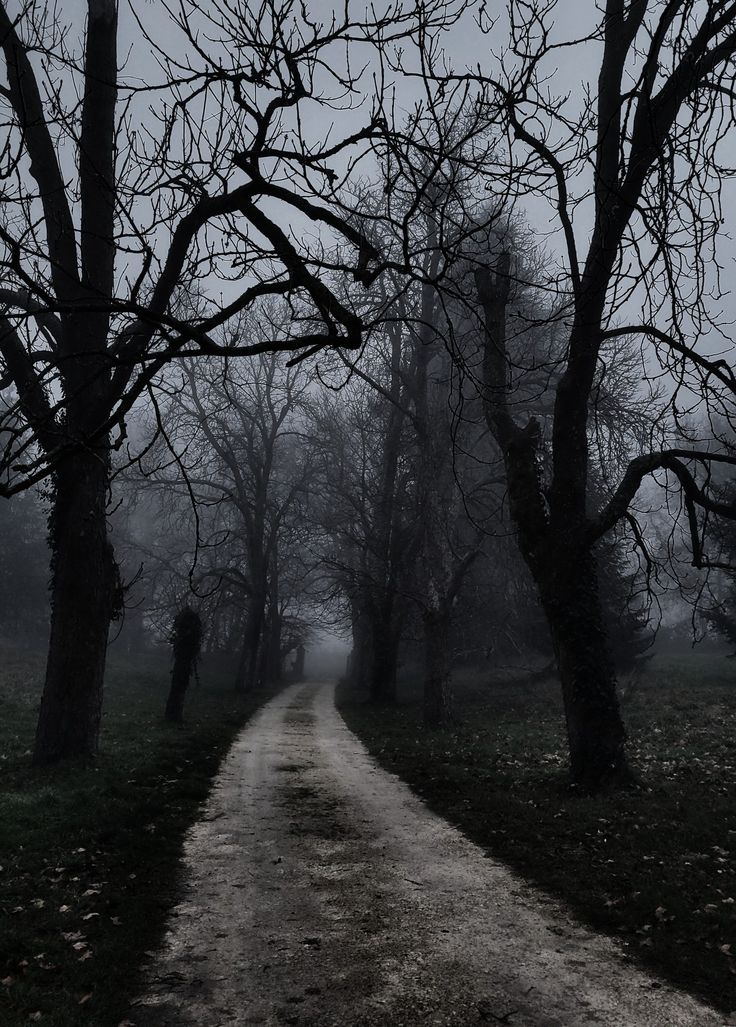 a dirt road surrounded by trees in the fog