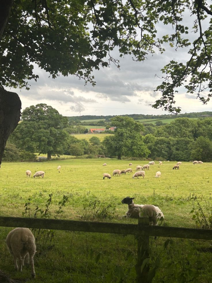 some sheep are grazing in the grass near a tree and fenced in area with trees