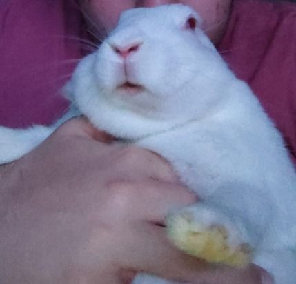 a person holding a small white animal in their arms and looking at the camera while wearing a pink shirt