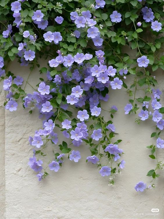 purple flowers growing on the side of a building