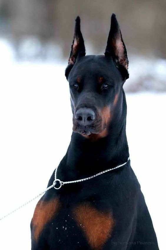 a black and brown dog with a chain on it's neck standing in the snow