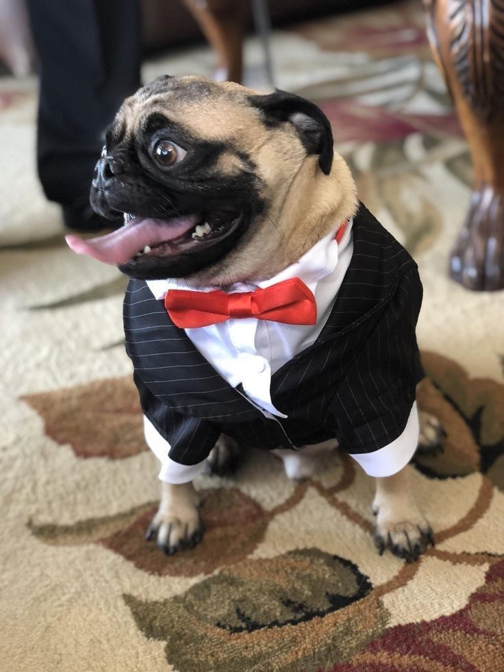 a pug dog dressed in a tuxedo and bow tie sitting on the floor