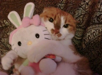 a cat is sitting next to a stuffed bunny