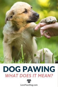 a dog pawing someone's hand with the words, dog pawing what does it mean?