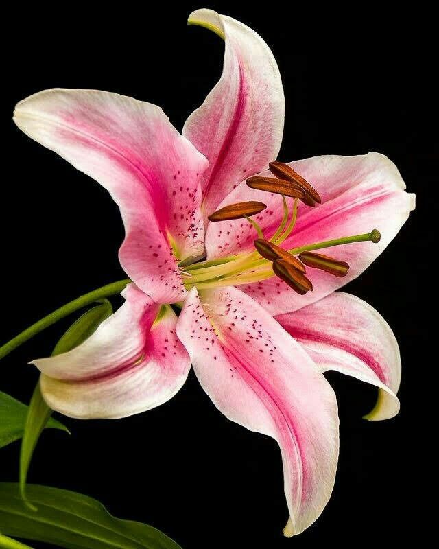 a pink flower with green leaves on a black background