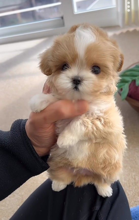 a person holding a small brown and white puppy