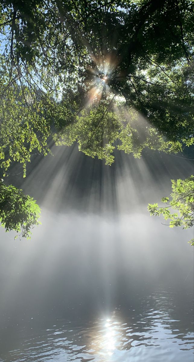 the sun shines through the trees over water