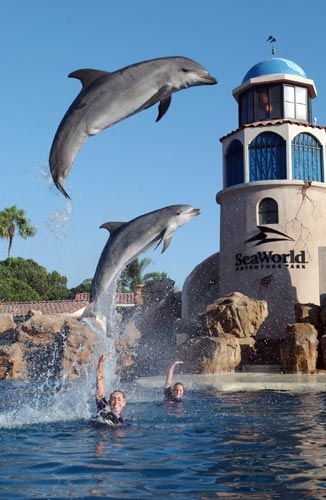 two dolphins are jumping out of the water near a man swimming in front of a lighthouse