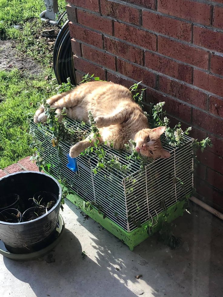 a cat laying in a cage on the ground next to a brick wall and potted plant