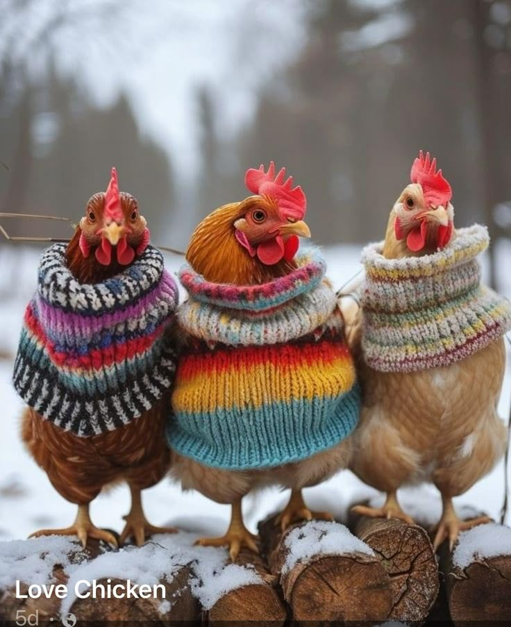 three chickens wearing sweaters and hats on top of snow covered logs in the woods