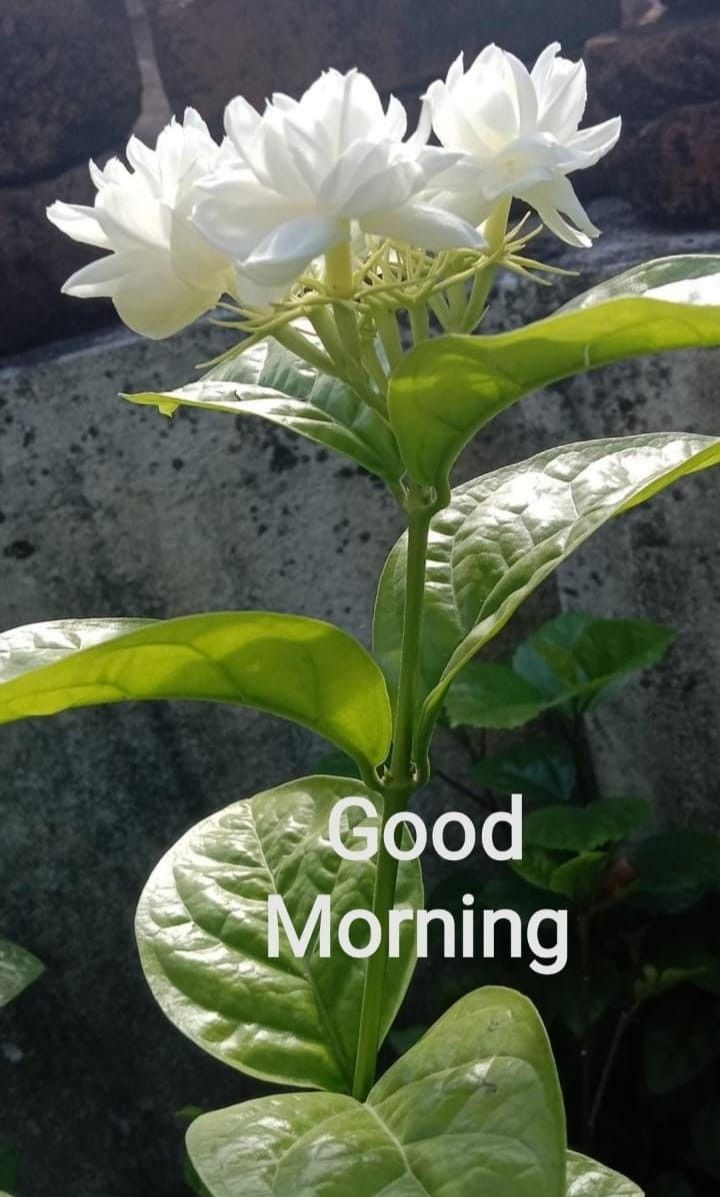 a white flower with the words good morning on it