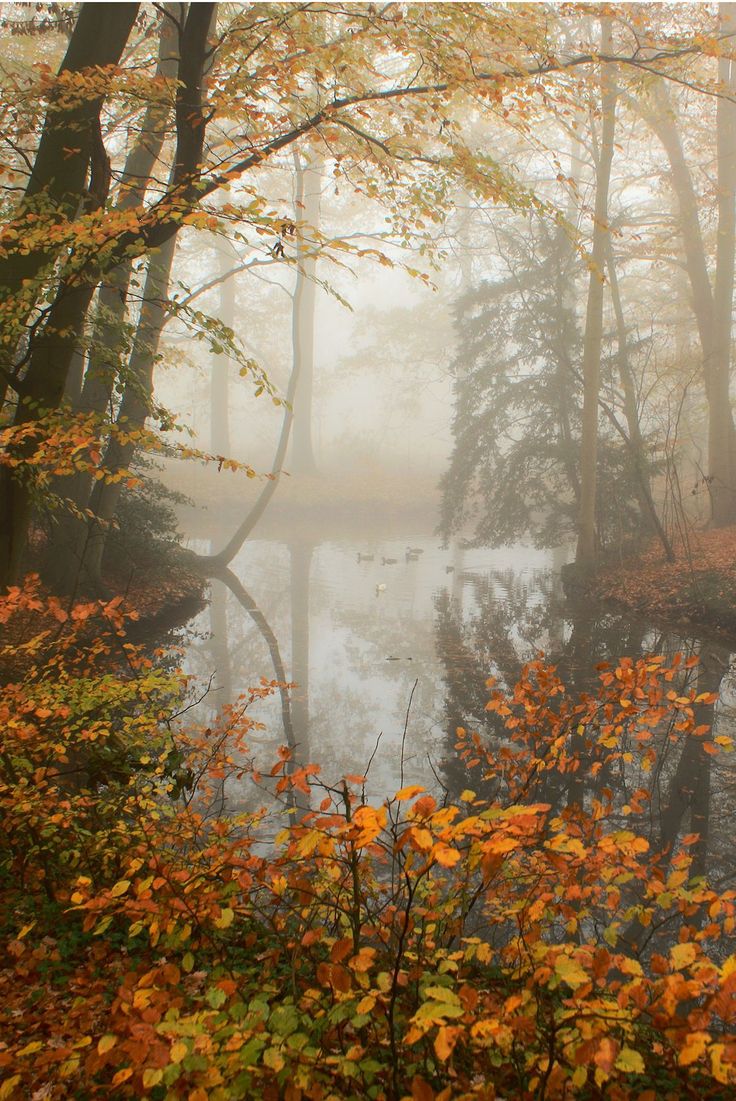 an image of a foggy forest with trees and water