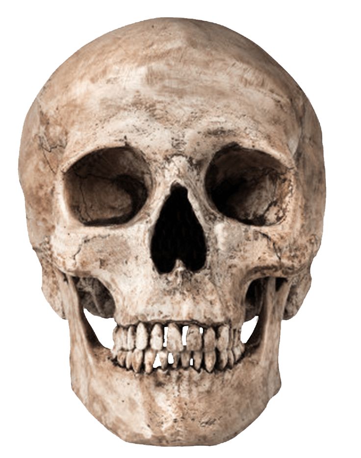 an old human skull with teeth on white background