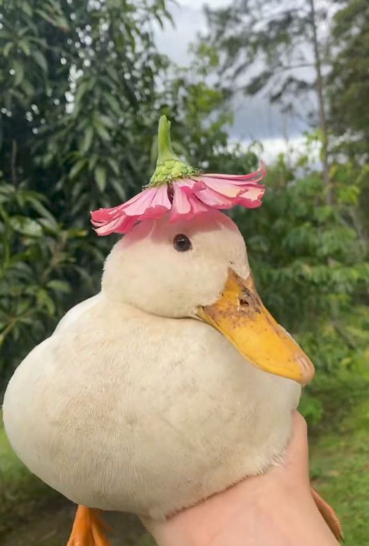 a white duck with a pink flower on it's head is held in a persons hand