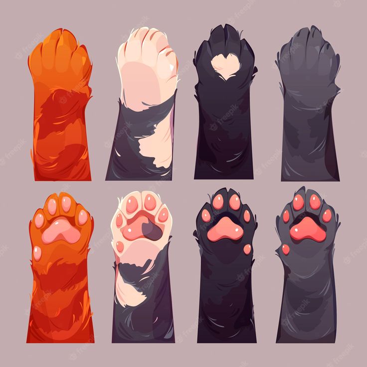 the paws and claws of an animal are shown in different positions, including one that is red